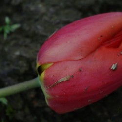 Fallen Beauty 2